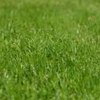 Lawn Fertilization